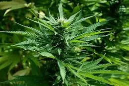 Community enterprise that grows medicinal plants for medical benefits วิสาหกิจชุมชนผู้ปลูกพืชสมุนไพรเพื่อประโยชน์ทางการแพทย์ ต.ชอนม่วง