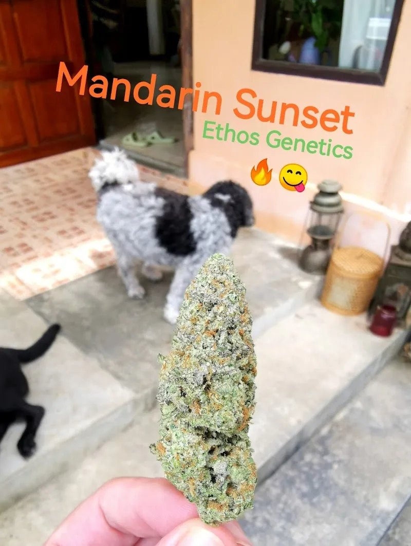 7th Heaven Cannabis Koh Chang 3
