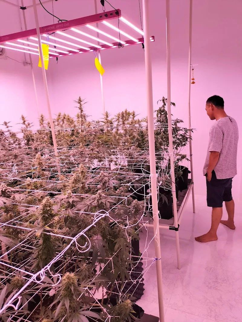 Bank's Trichome Weed shop