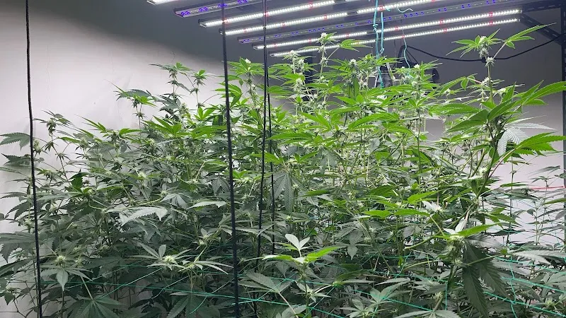 BKG Cannabis 420