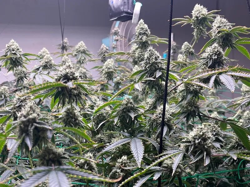 BKG Cannabis 420