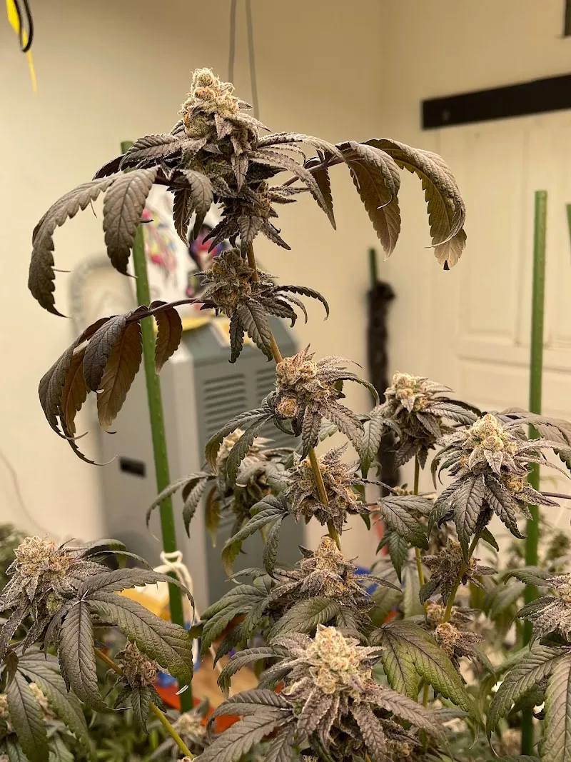 BT Halloweed