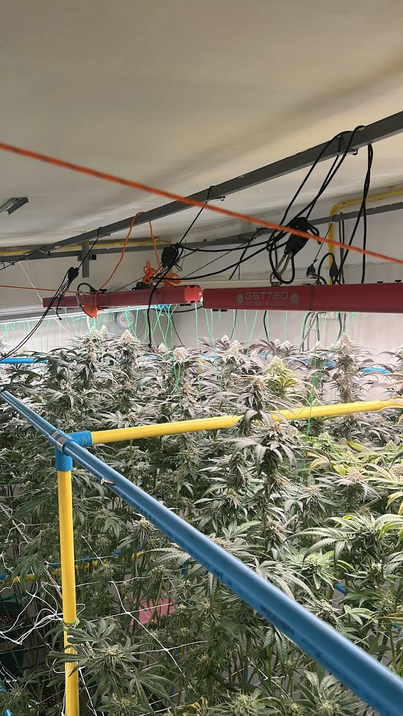 Cannabis Baan Chainarong OG shop