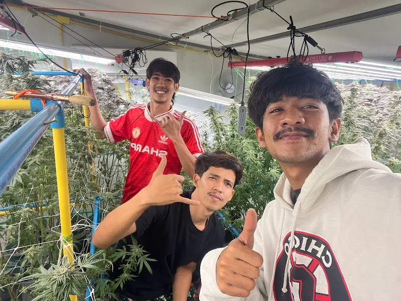 Cannabis Baan Chainarong OG shop