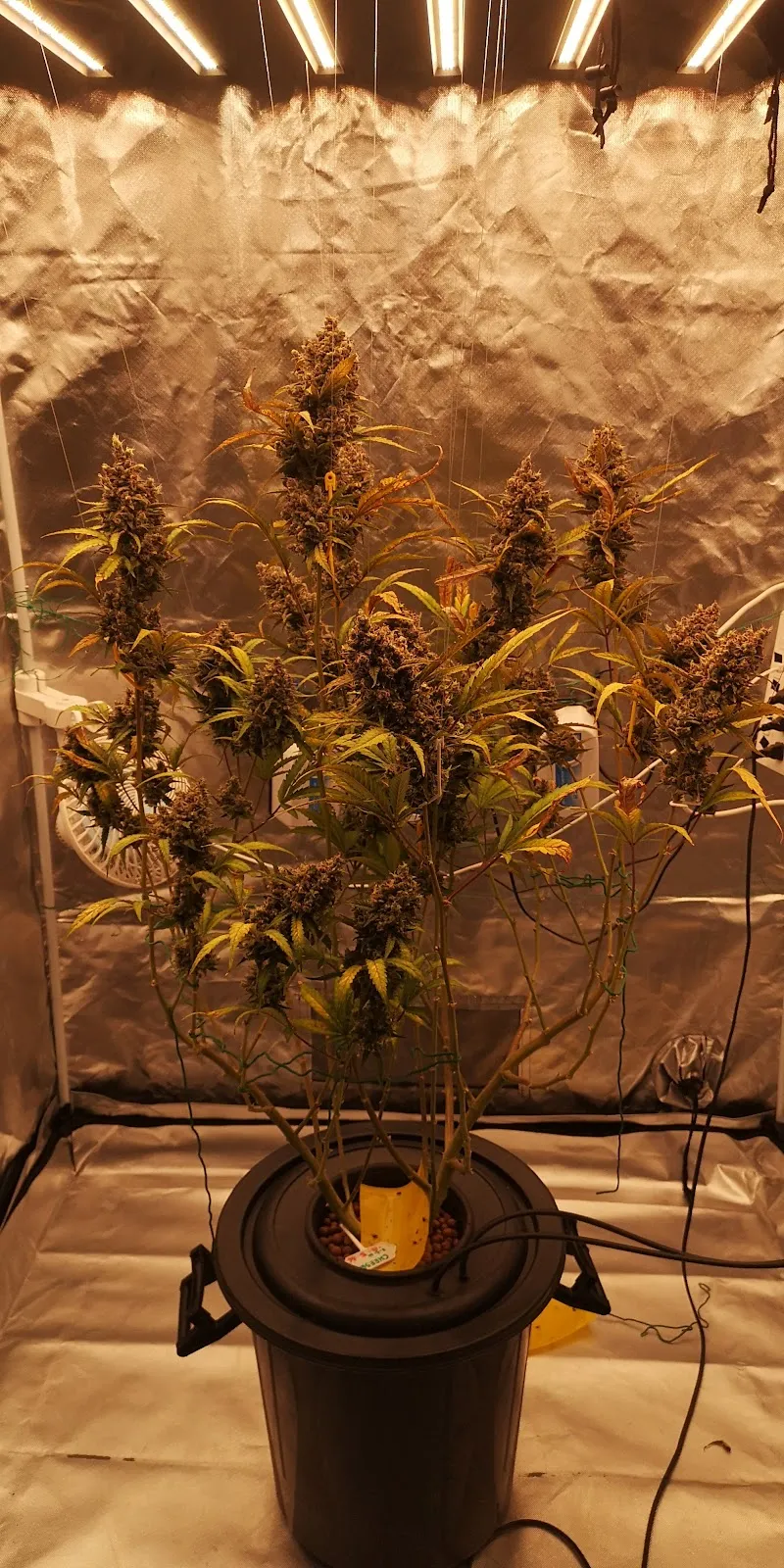 Cannabis cafe Kanchanaburi
