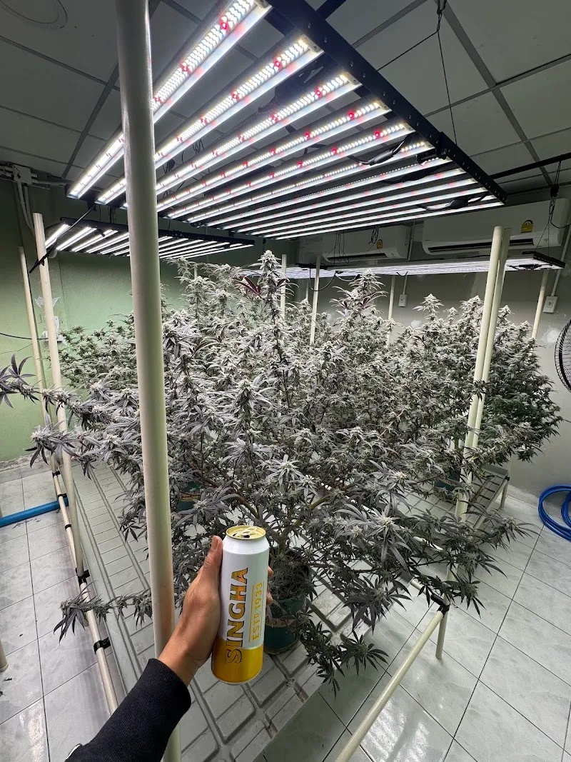 Cannabis haze