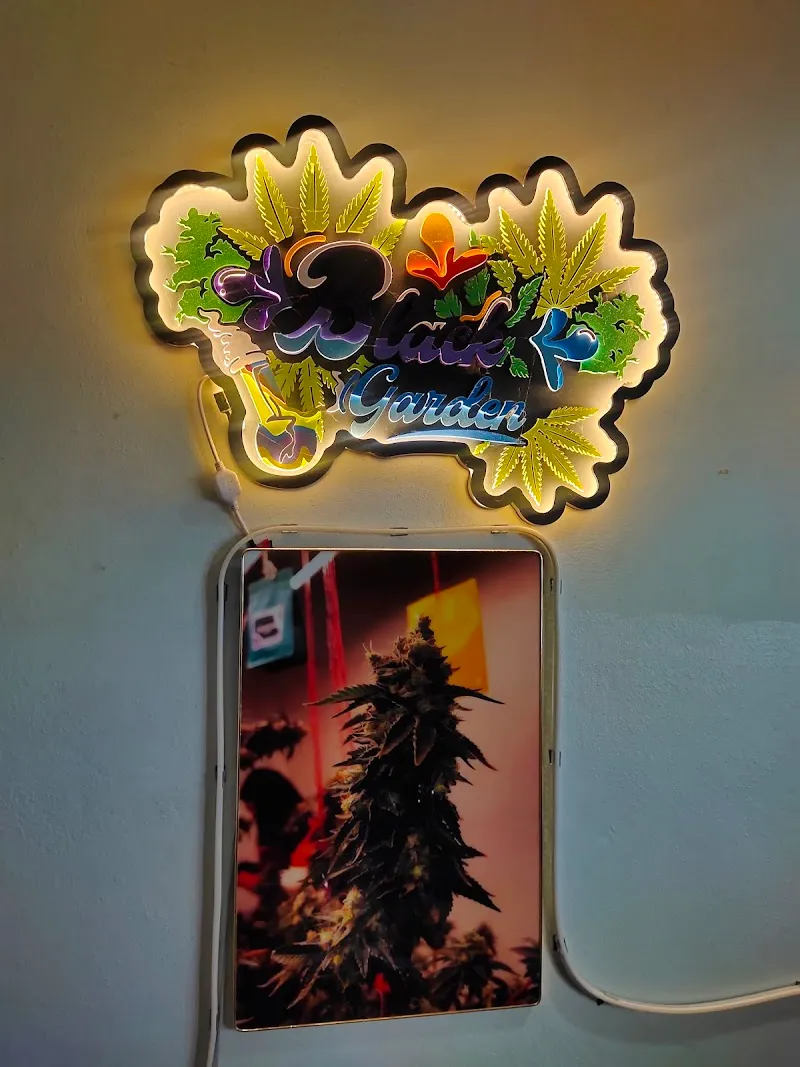 สวนหลังเขาCannabis