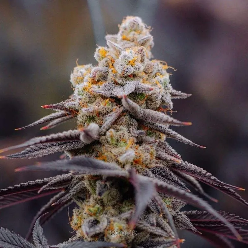 สวนหลังเขาCannabis