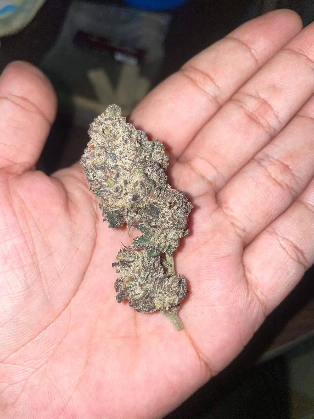 สวนหลังเขาCannabis