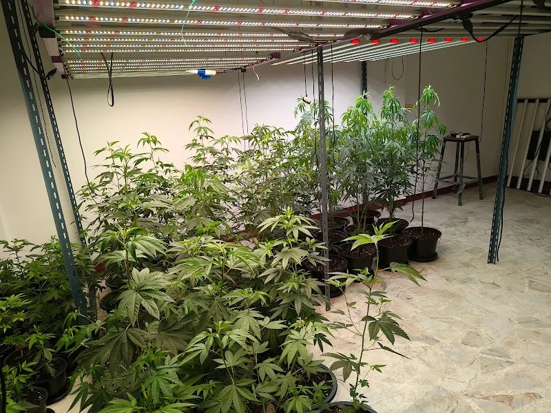 CANNABIS SHOP ตาลุงหัวล้านออแกนิค3