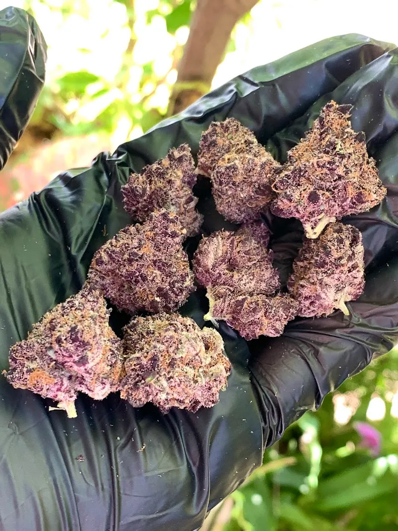 Cannabis shop byสหายยิ้ม1