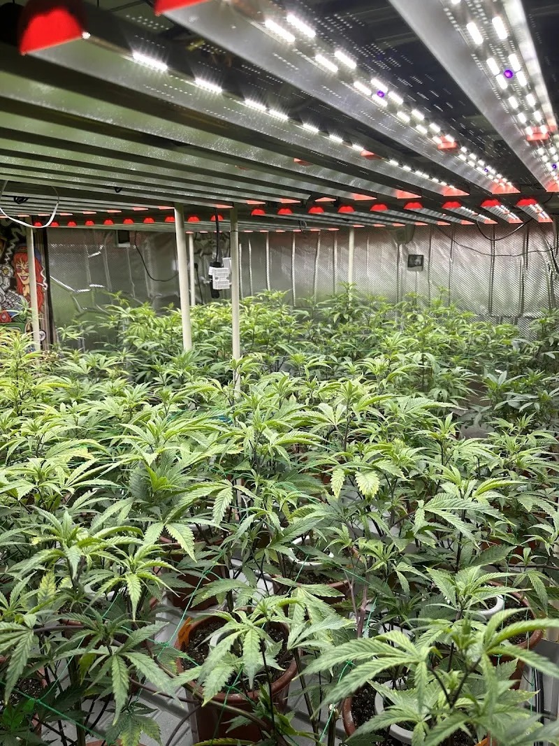 Cannabis Surat เรชซิ่ง ออแกนิค