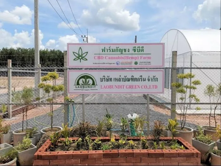 CBD CANABIS FARM