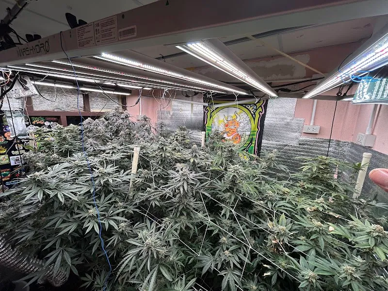 Chiewlarn Grower & Cannabis weed 420