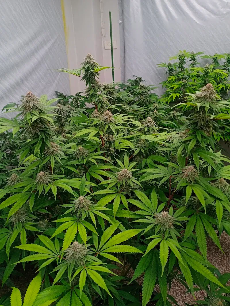 Cosmos weed cannabis