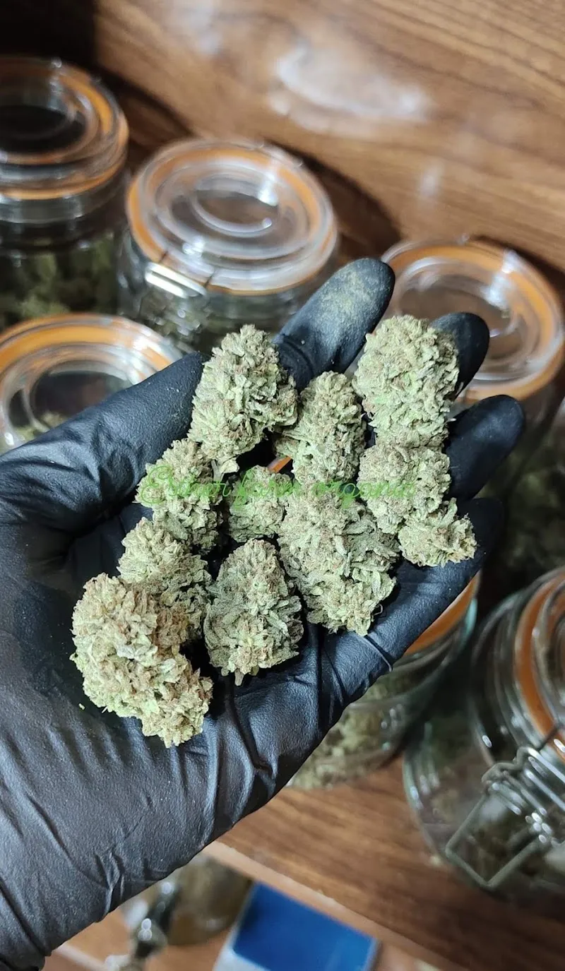 Dan cannabis