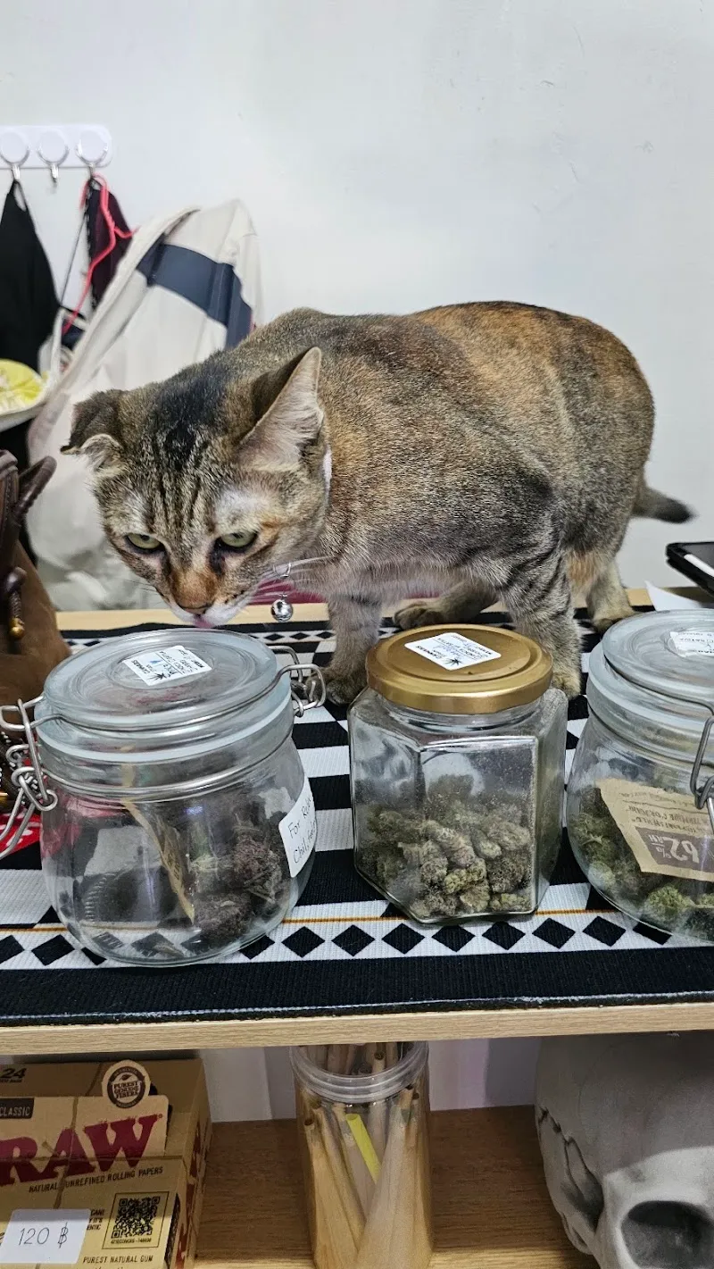 Ducky Shop cannabis (ดั๊กกี้ช็อป)