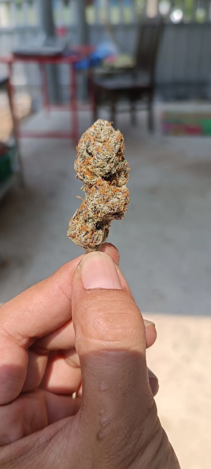 Exotic Cannabis's (ร้านกัญชาตาลุงหัวล้านออแกนิค)