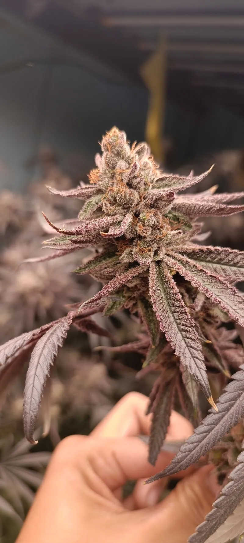 Exotic Cannabis's (ร้านกัญชาตาลุงหัวล้านออแกนิค)