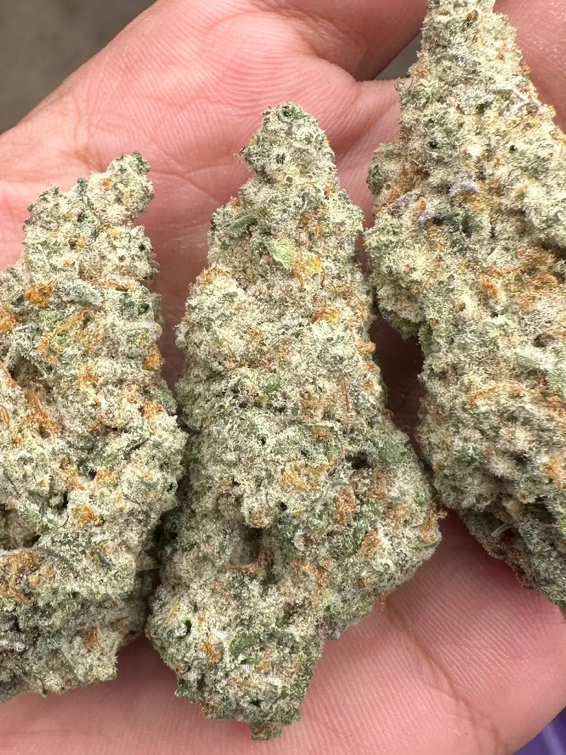Exotic Cannabis's (ร้านกัญชาตาลุงหัวล้านออแกนิค)