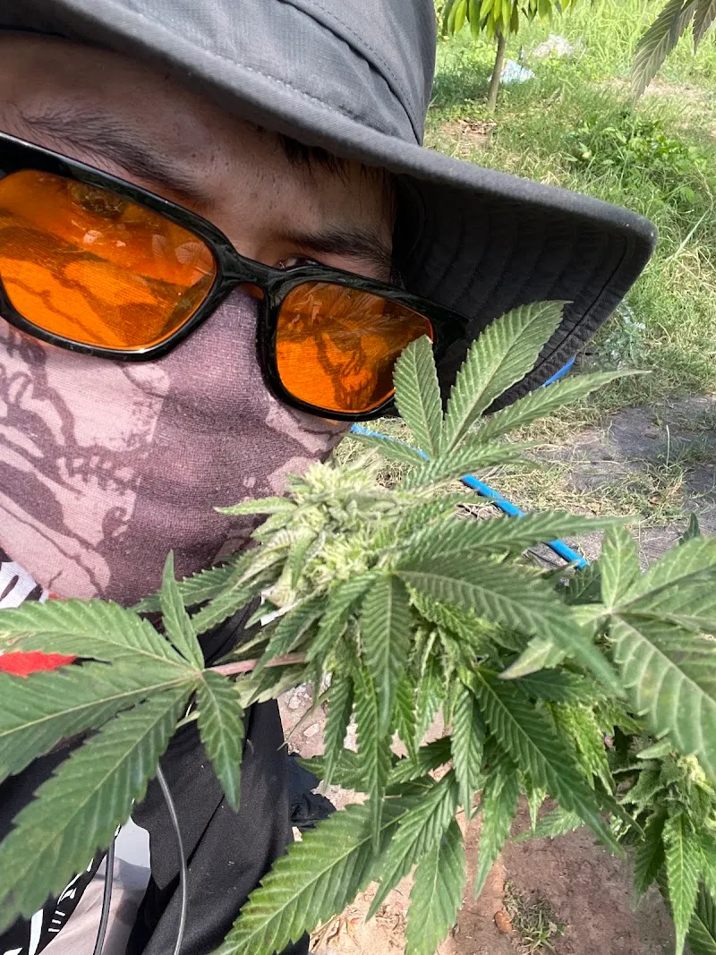 Faed-Nrk Cannabis Farmer (กัญชาคุณภาพ)🪴🥦🧑🌾💚