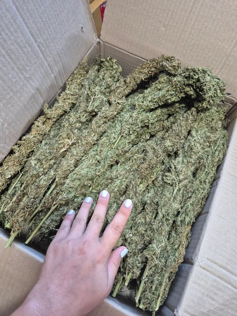 ฮาลั่นแคนนาบีส-Haalan Cannabis-คีรีธาร