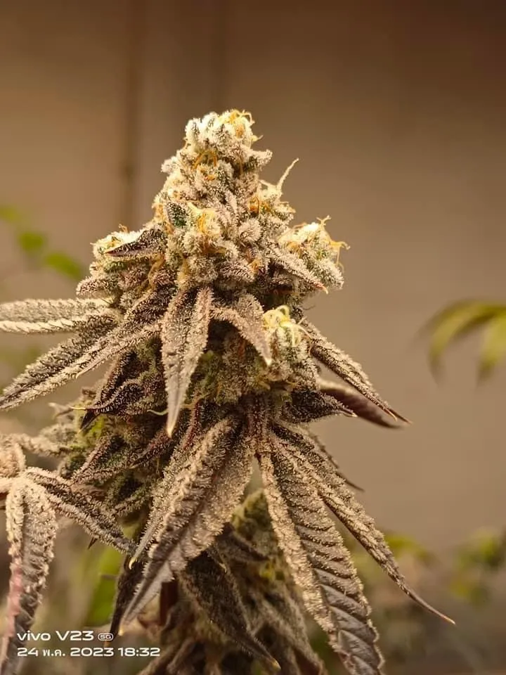 Heaven cannabis
