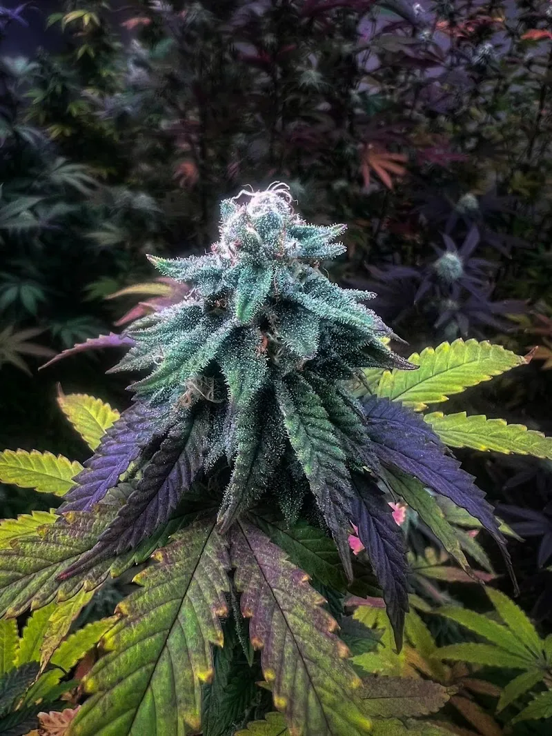 Heaven cannabis