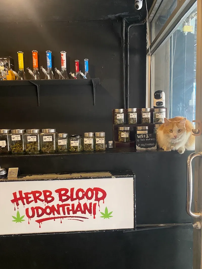 Herb Blood | Cannabis - Snus nicotine pouch In Udonthani