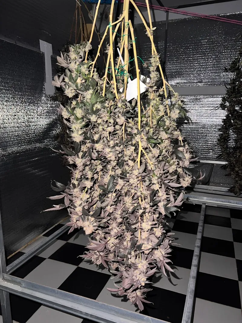 Home Weed Cannabis