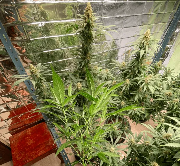 Huahin Canna-biz