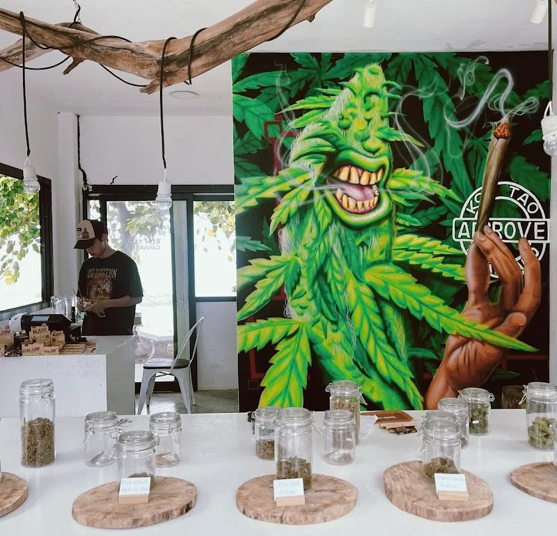 Koh Tao Cannabis
