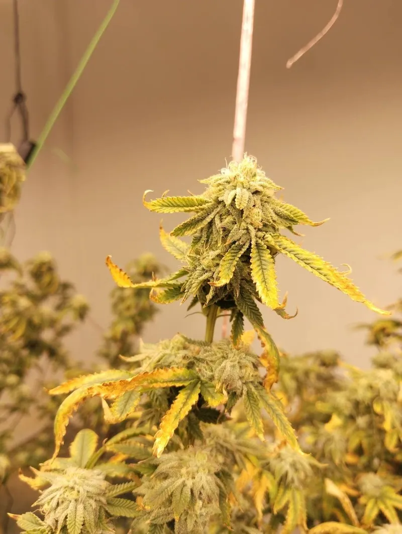 LANTA EVACANNABIS SHOP