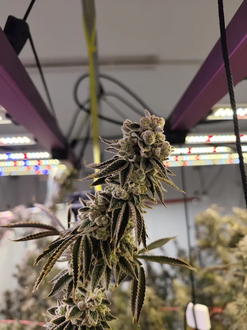 Love And Flowers Cannabis shop