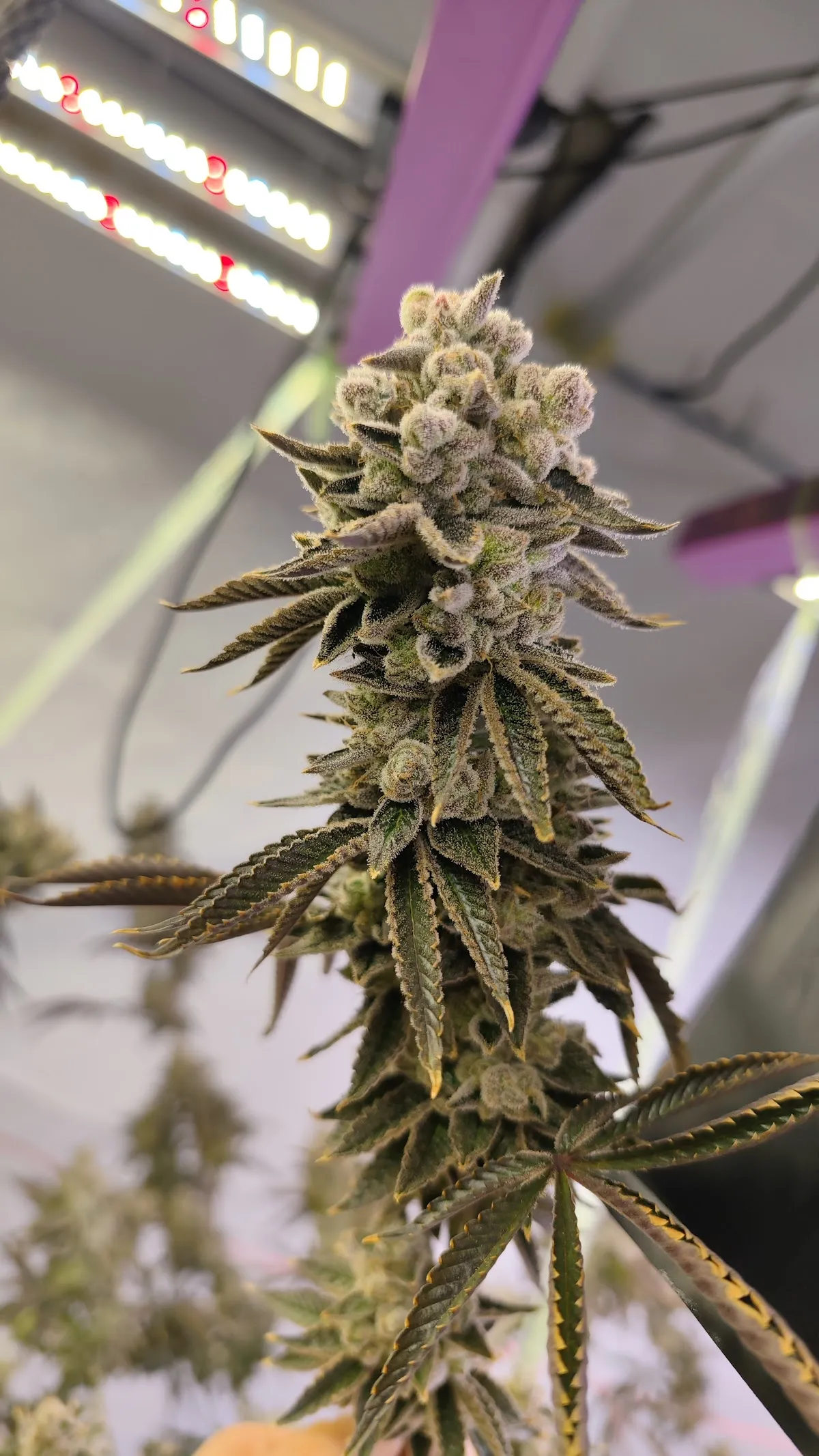 Love And Flowers Cannabis shop