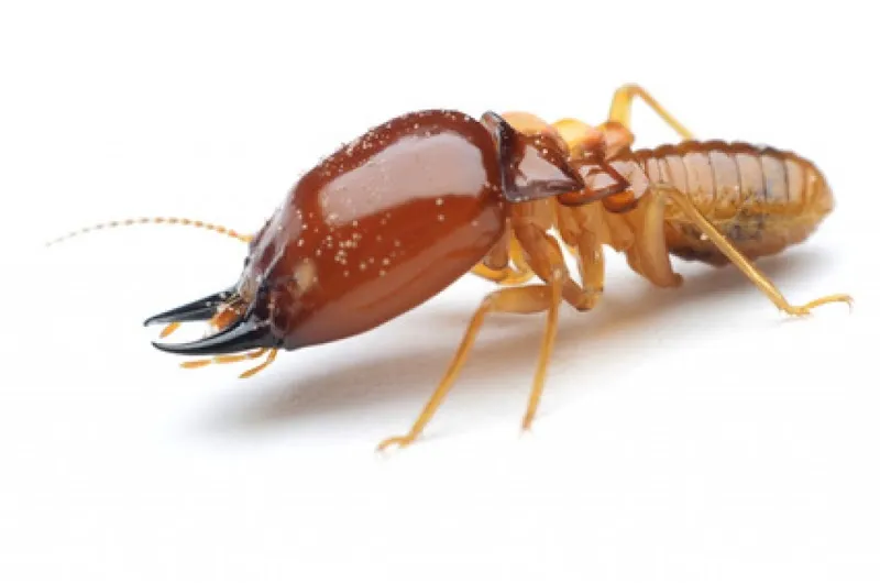 Natural Green Pest Control Co., Ltd.
