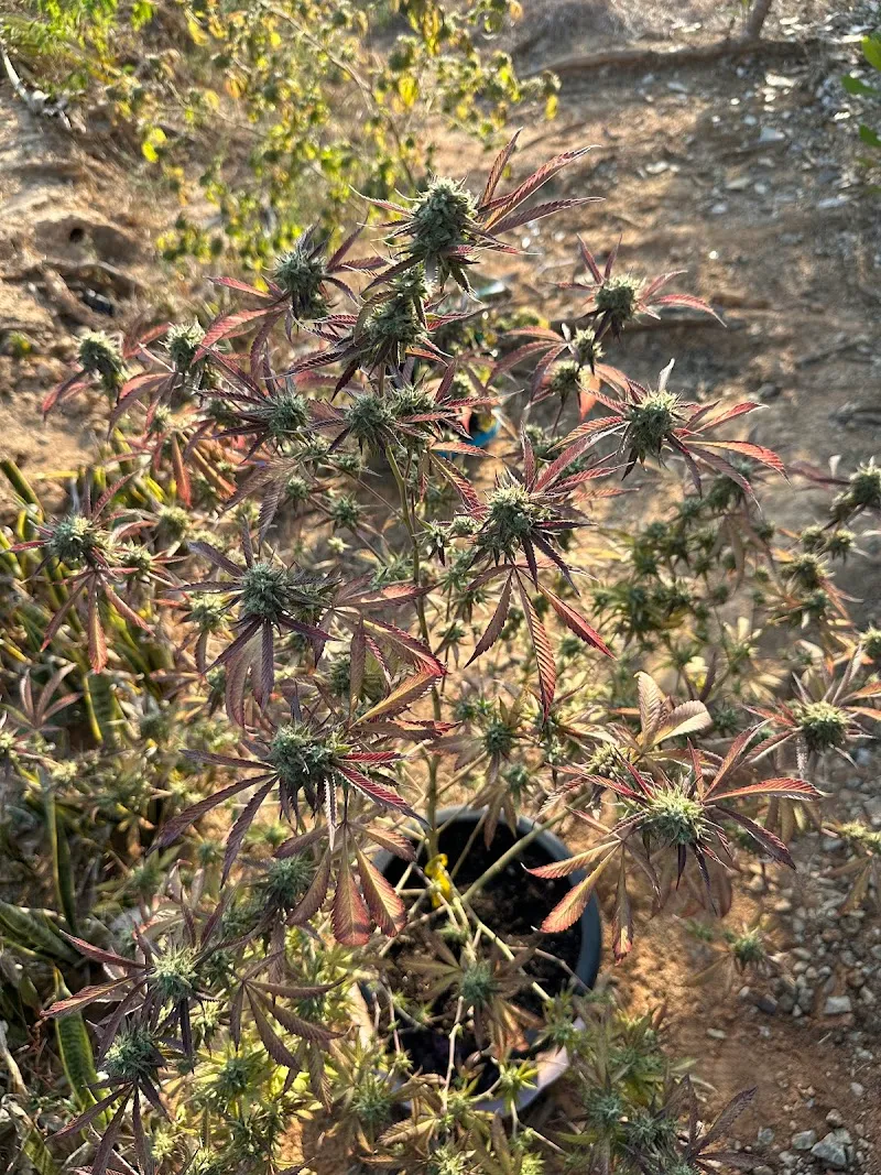 Peace First Stoner Farmers.420
