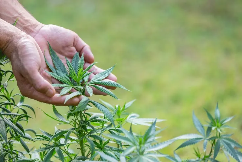 Rai Piang Hemp, Piang Hemp Community Enterprise Health Cannabis Medicine Research and Development Center, Chiang Rai Province
