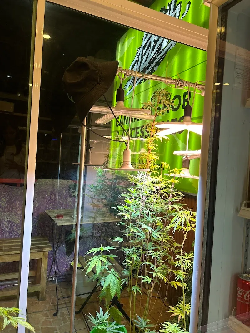Stash Weed Shop