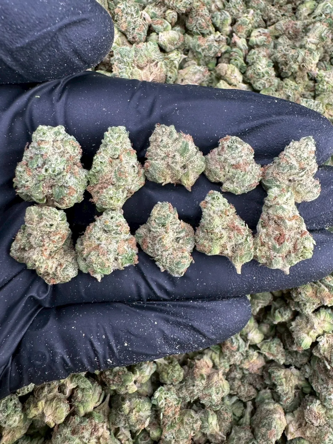 Terpenes Cannabis