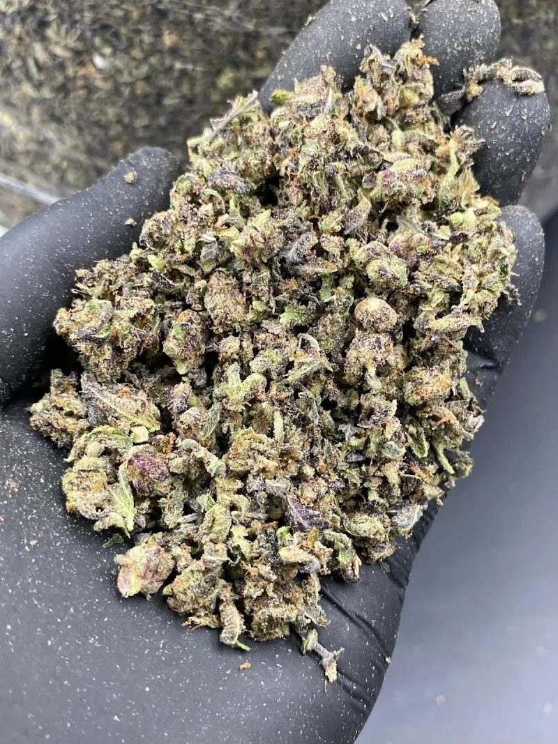 Wazabi cannabis