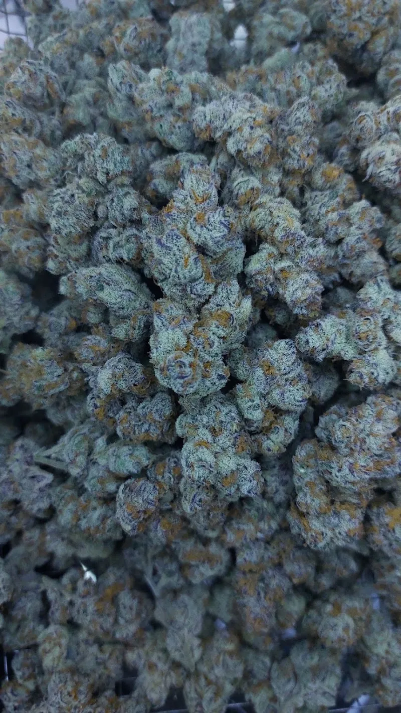 WeedDay Cannabis Udonthani