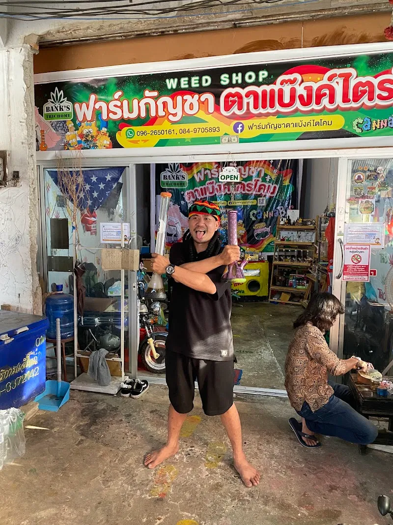 ฟาร์มกัญชาตาแบ๊งค์ไตรโคม สาขา 2