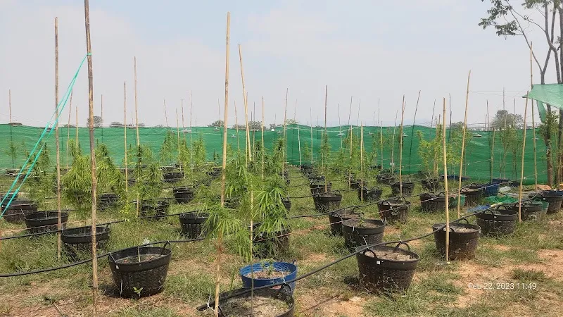 ไร่.. มีกาญและกัญ Cannabis Store & Farm