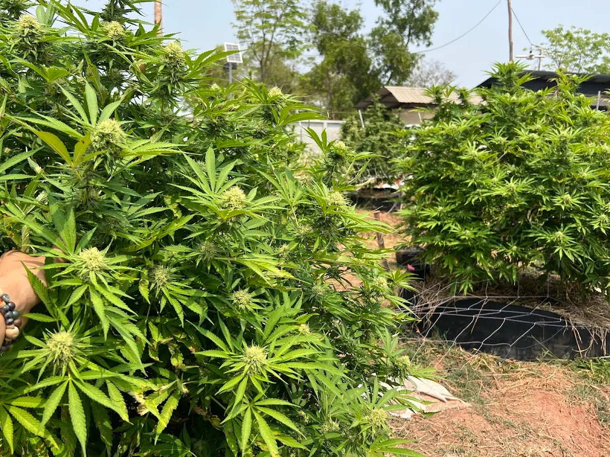 ฟาร์มกัญชา CANNABIS WARP FARM