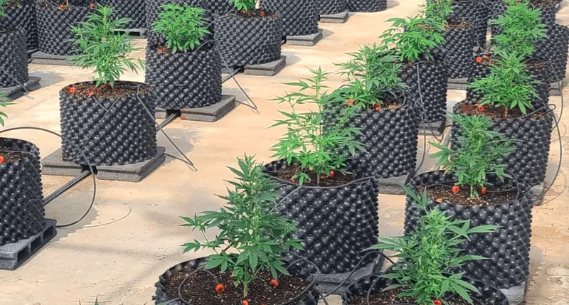 CBD 101