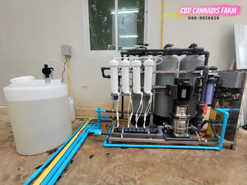 CBD Cannabis Farm