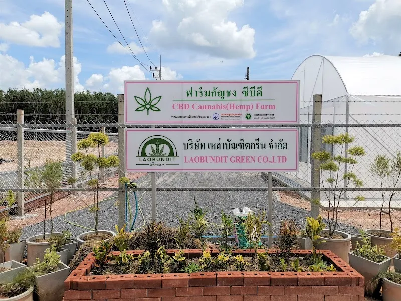 CBD Cannabis Farm