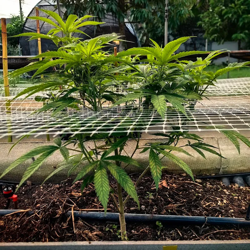 Dinlan Cannabis