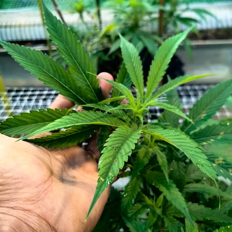 Dinlan Cannabis